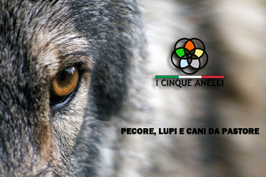 Pecore E Lupi I Cinque Anelli